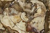 Beautiful Petrified Wood (Araucaria) Round - Madagascar #332918-1
